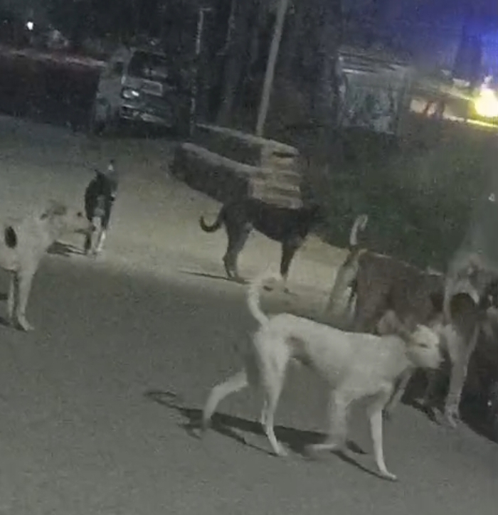 आवारा कुत्तों और गौवंशीय पशुओं से परेशान सभासदों ने छुटकारा पाने को दिया ज्ञापन!